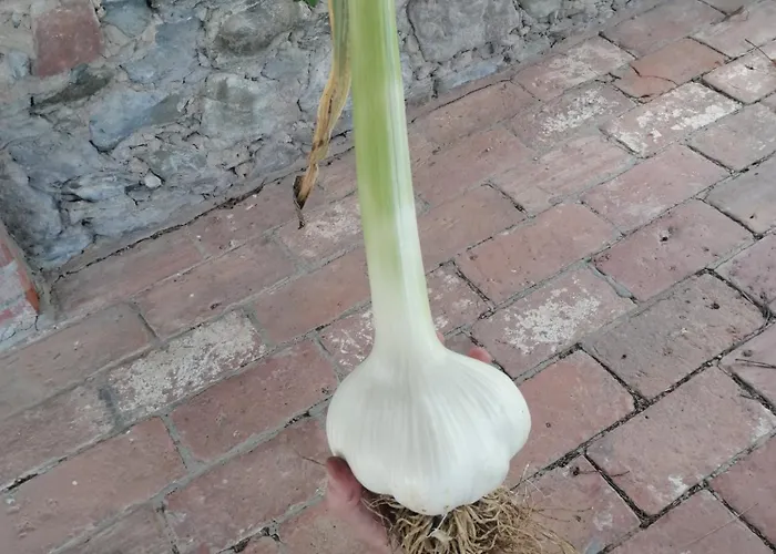 Podere Marella * I Pieracci